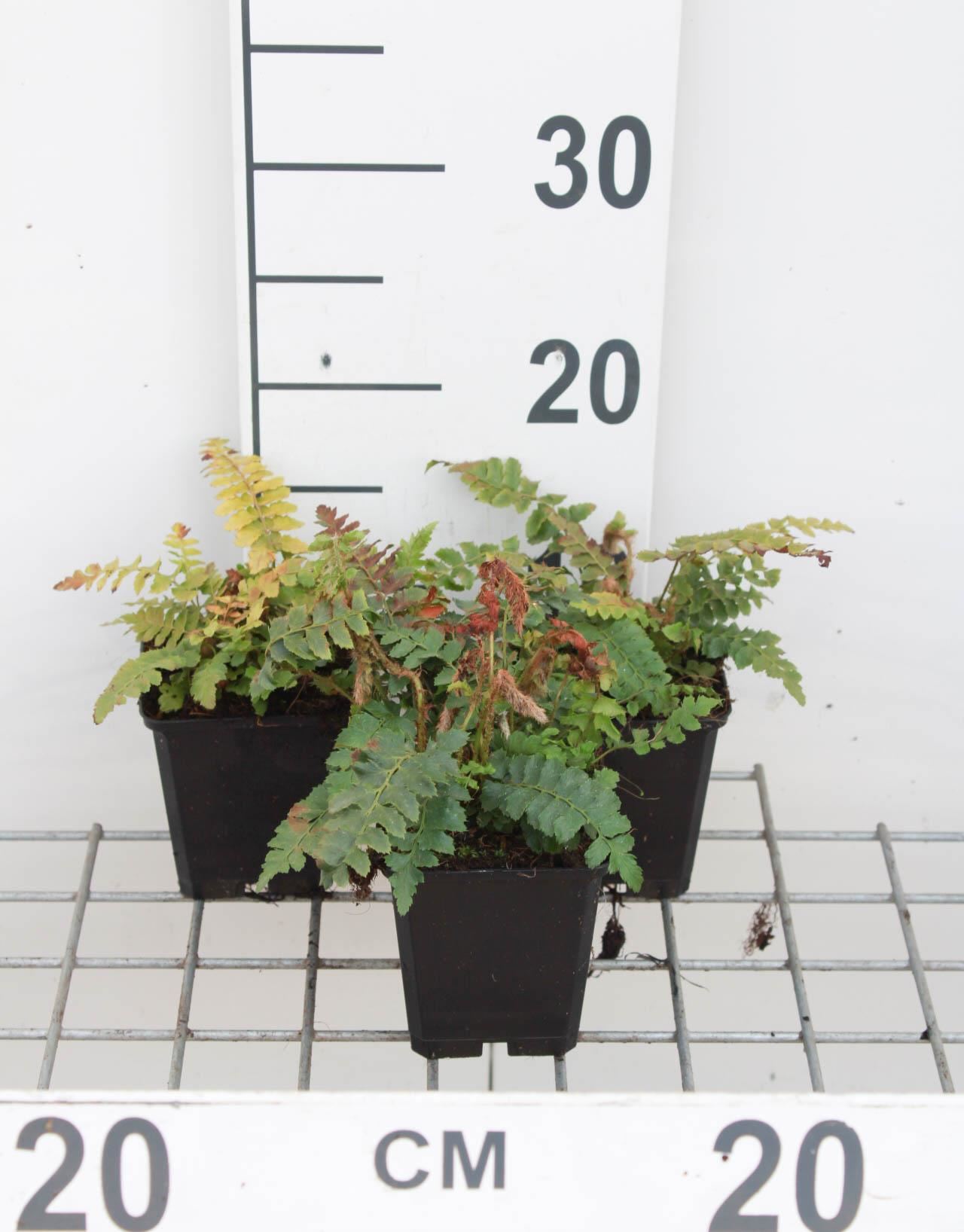 Polystichum polyblepharum - pot 9x9 cm afbeelding