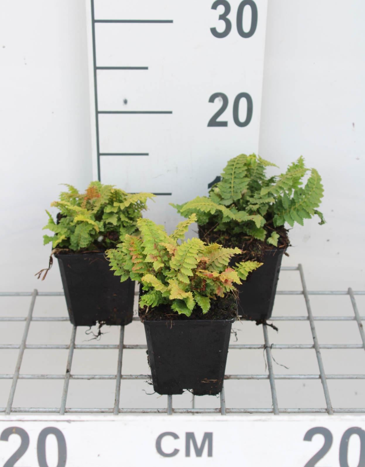 Polystichum setiferum'Congestum'- pot 9x9 cm afbeelding