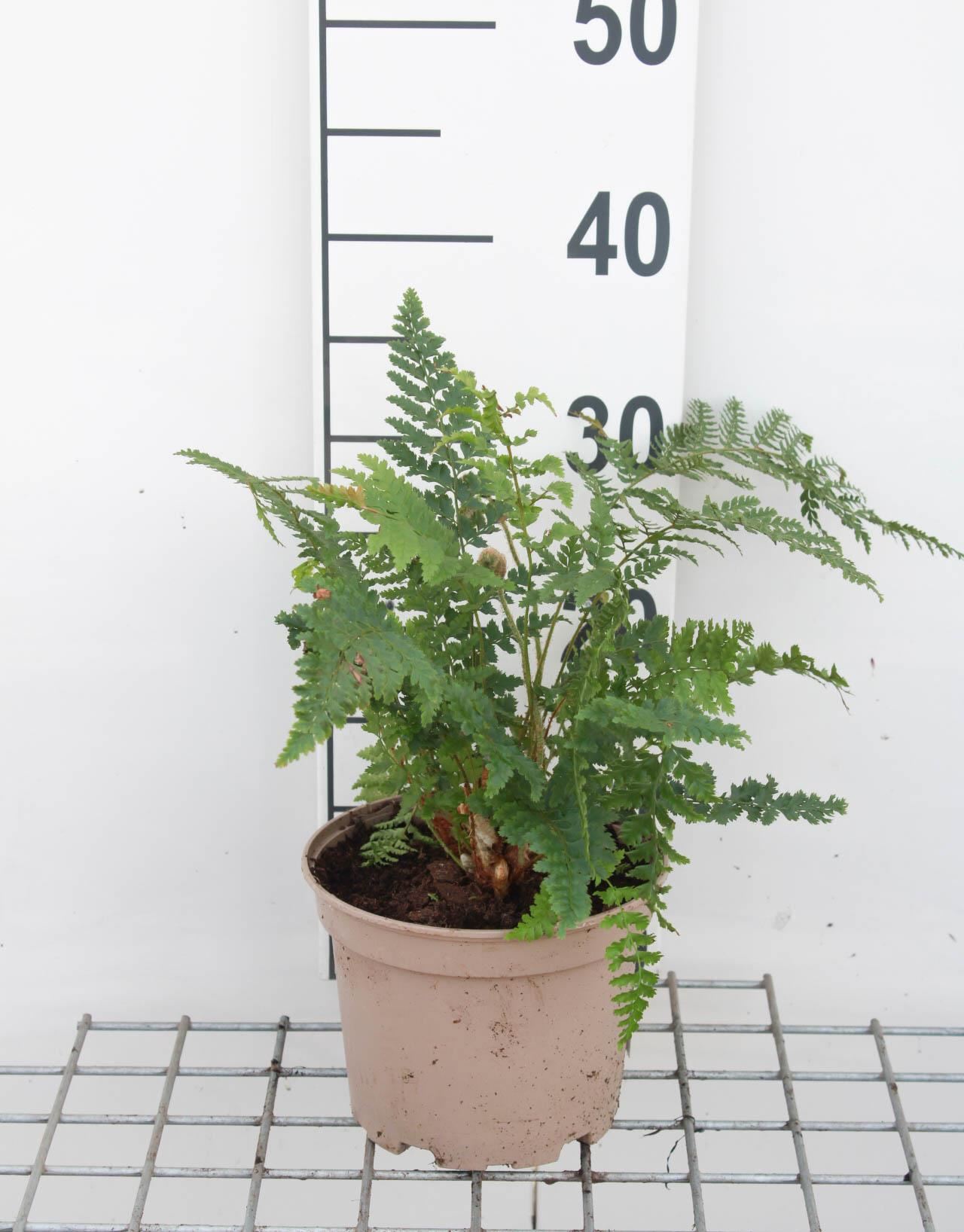 Polystichum setiferum 'Dahlem' - pot 2L