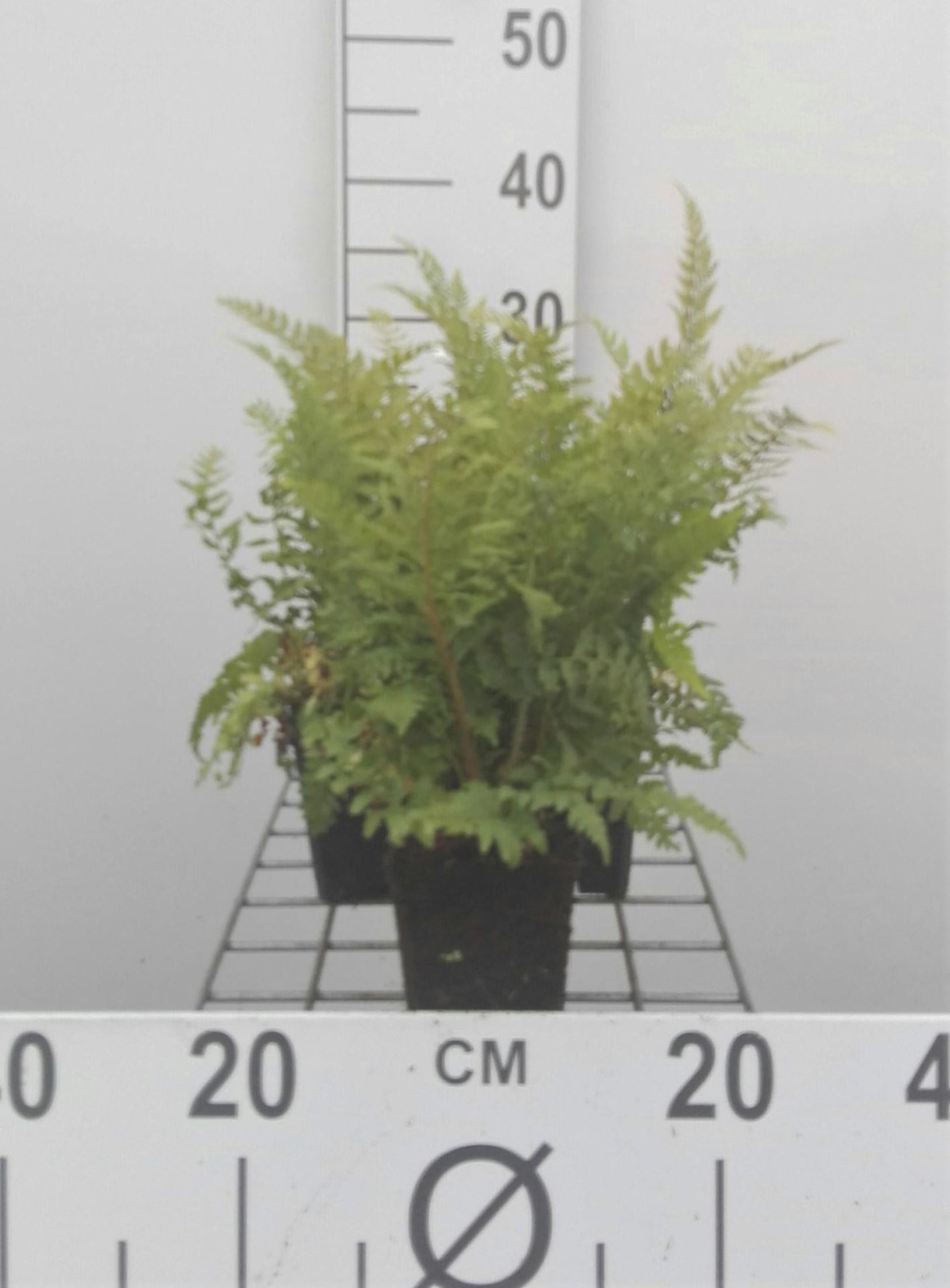 Polystichum setiferum'Dahlem'- pot 9x9 cm afbeelding