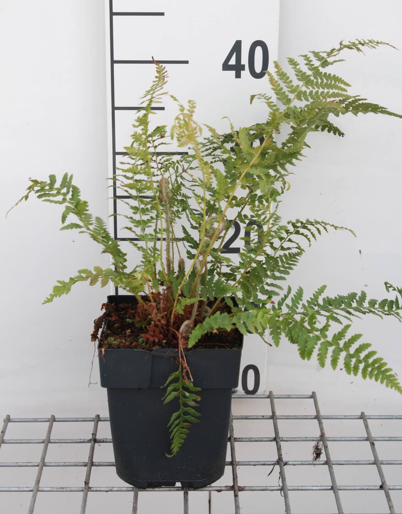Polystichum setiferum - pot 2L