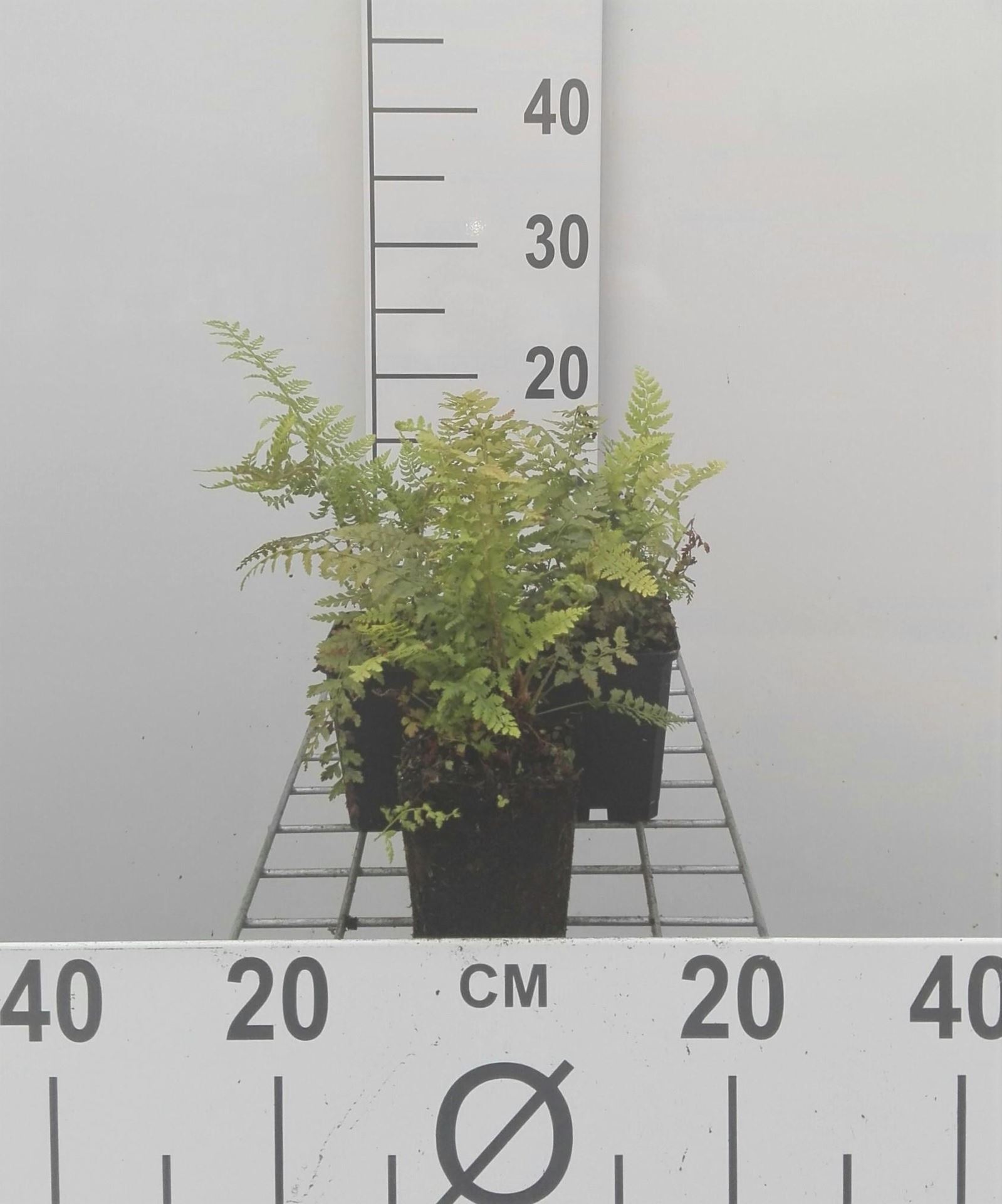 Polystichum setiferum - pot 9x9 cm - Zachte naaldvaren afbeelding