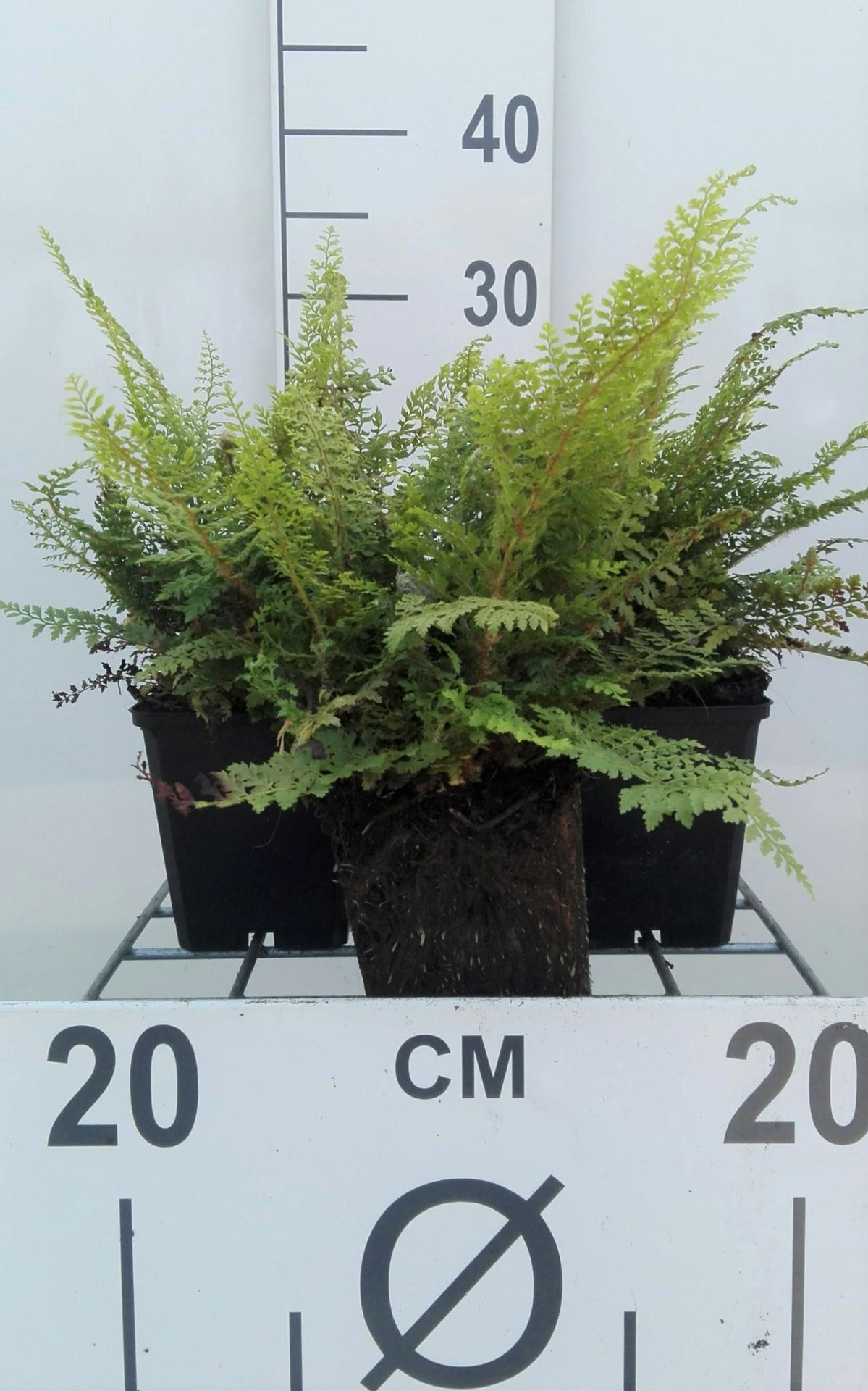 Polystichum setiferum'Herrenhausen'- pot 9x9 cm afbeelding