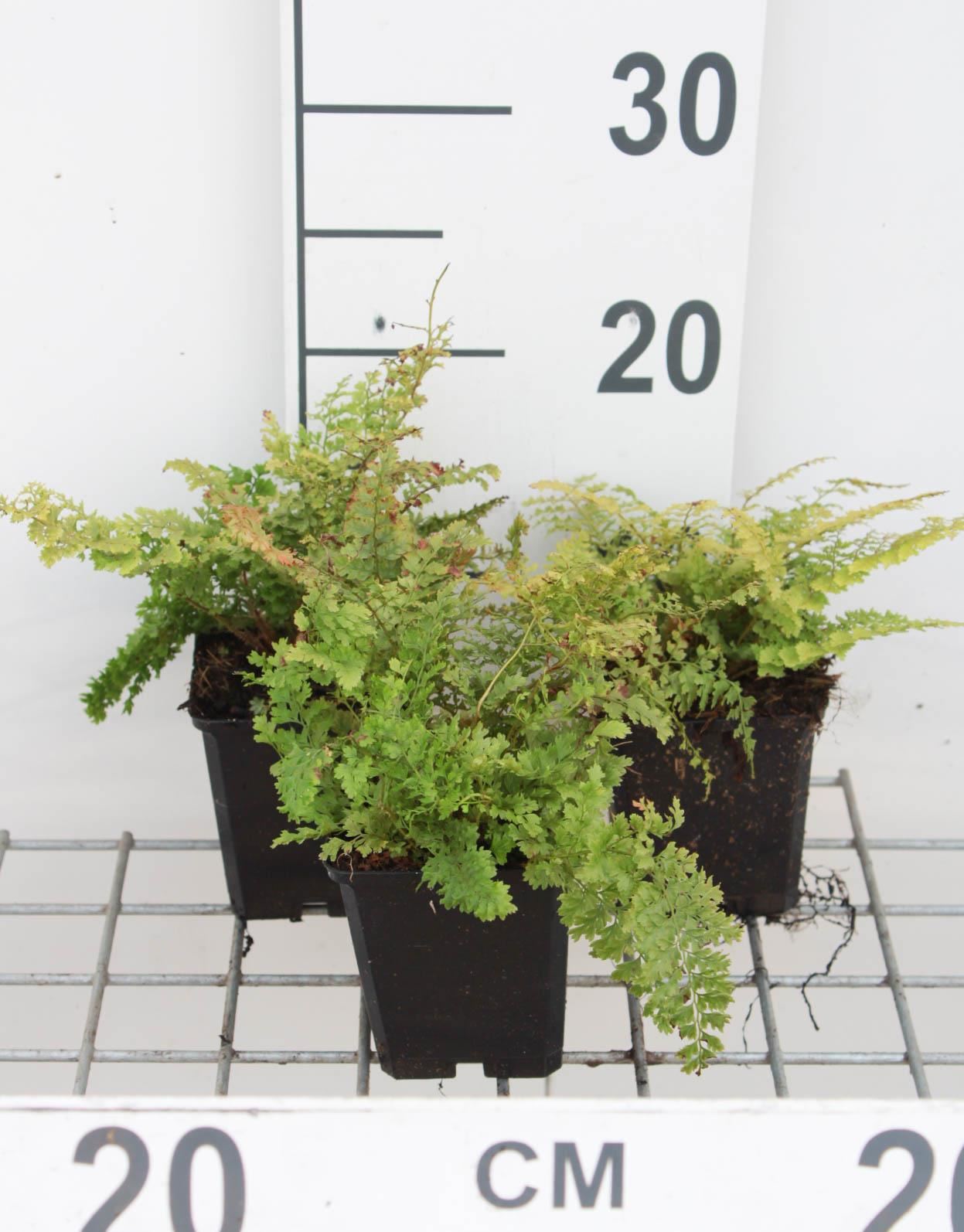 Polystichum setiferum'Plumoso-densum'- pot 9x9 cm afbeelding
