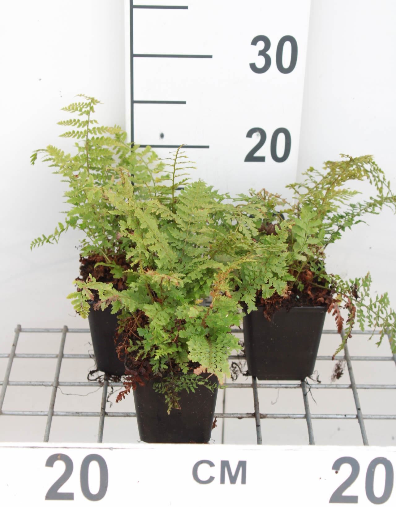 Polystichum setiferum'Proliferum'- pot 9x9 cm - Naaldvaren, Broedvaren afbeelding