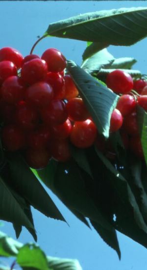 Prunus avium'Bigarreau Napoléon'(Napoleon) - blote wortel - struik afbeelding