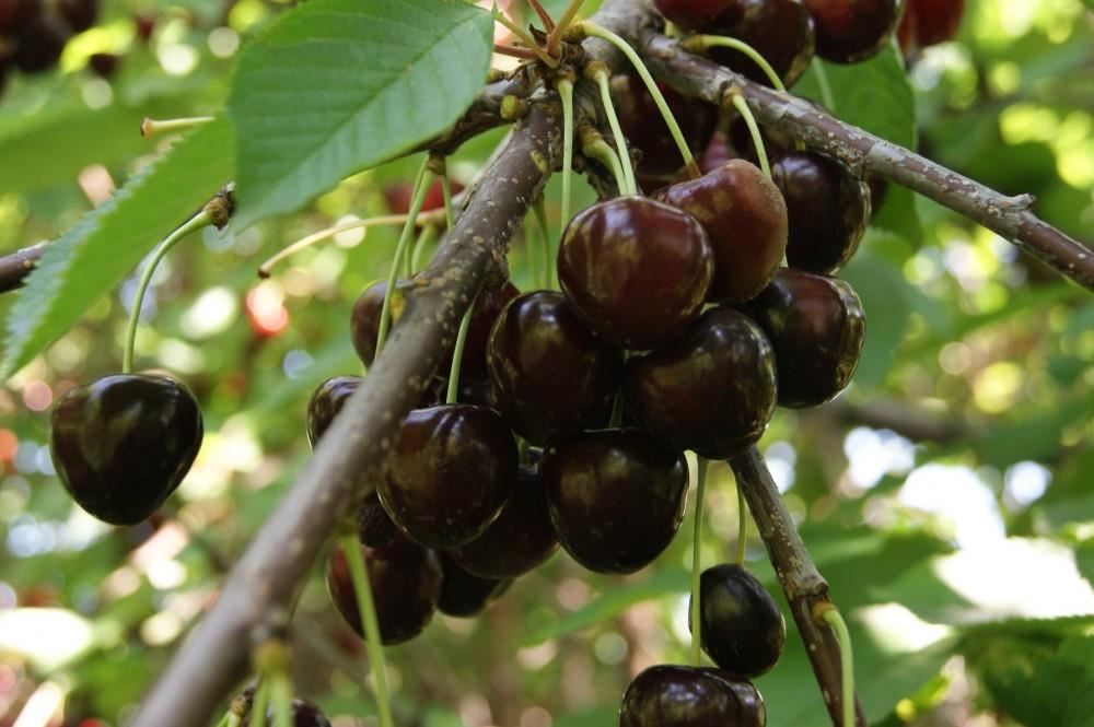 Prunus avium'Bigarreau Noir'- blote wortel - struik afbeelding