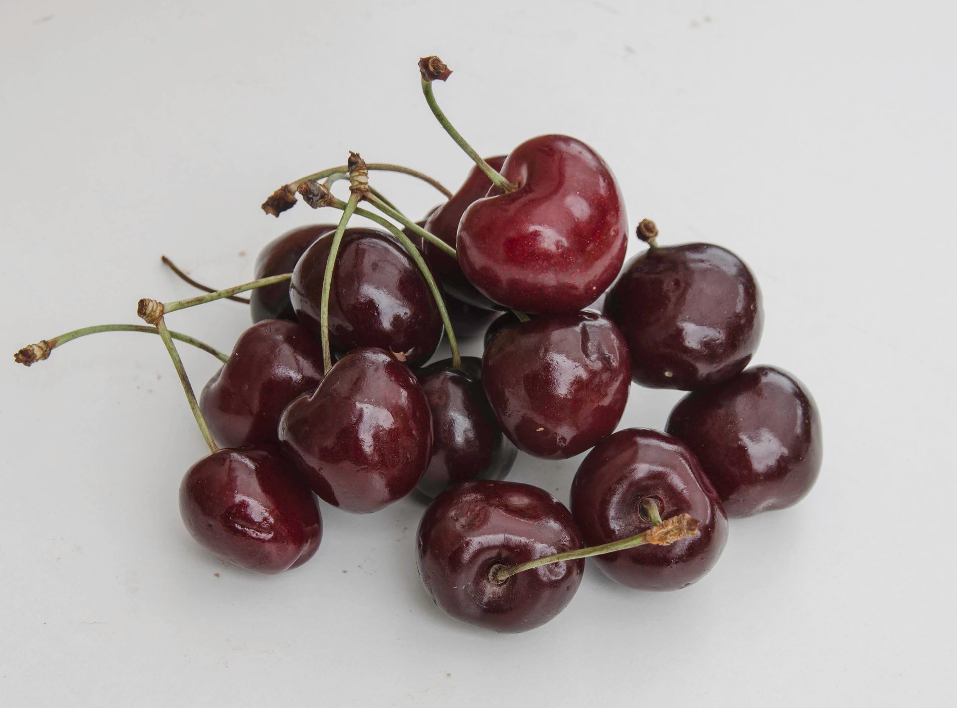 Prunus avium'Burlat'- blote wortel - struik afbeelding