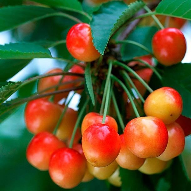 Prunus avium'Coeur de Pigeon Clair'- blote wortel - struik afbeelding