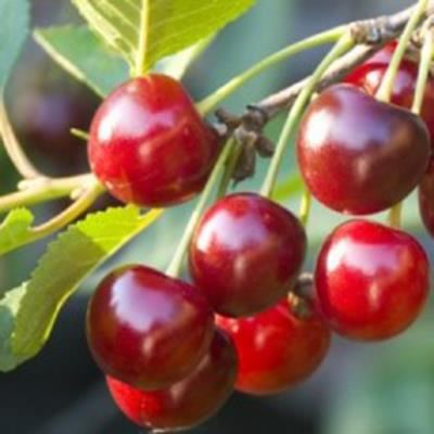 Prunus avium'Early Rivers'- blote wortel - struik afbeelding