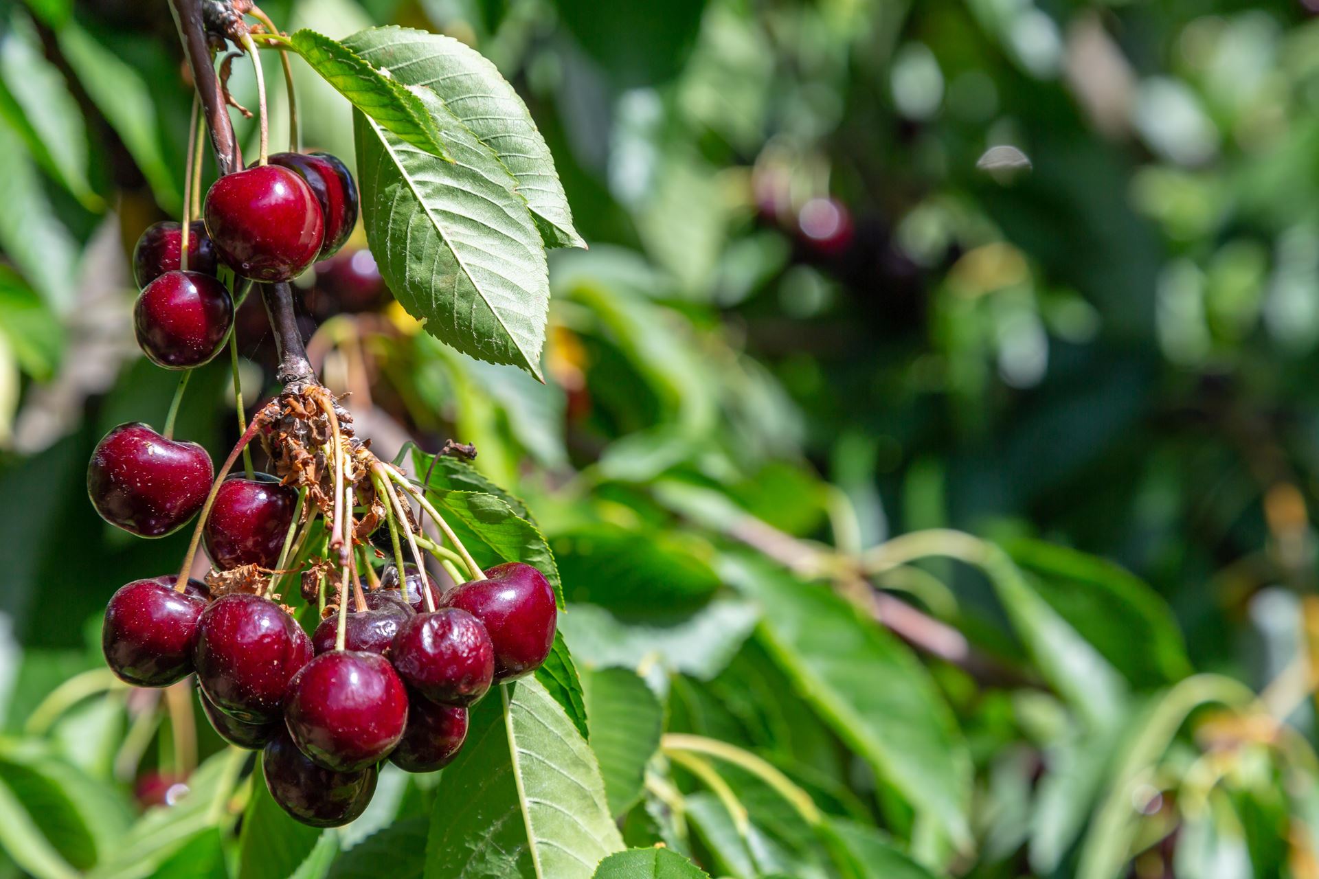 Prunus avium'Hedelfinger Riesenkirsche'- blote wortel - struik afbeelding