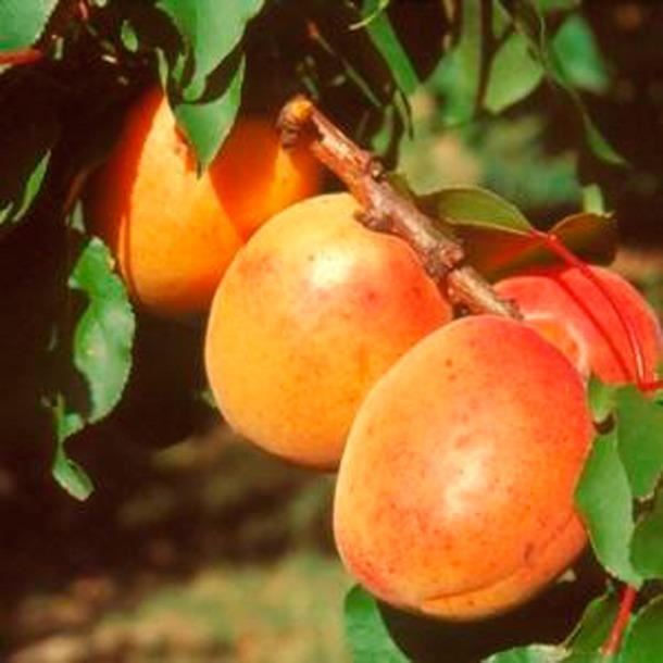 Prunus armeniaca'Luizet'- blote wortel - struik afbeelding
