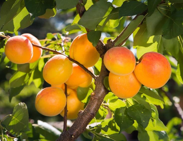 Prunus armeniaca'Précoce de Saumur'- blote wortel - struik - afbeelding