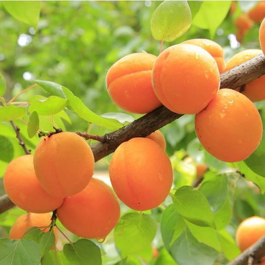 Prunus armeniaca'Royal'- blote wortel - struik - Robinia / Valse acacia / Gewone Robinia / Schijnacacia afbeelding