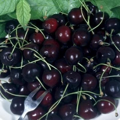 Prunus avium'Schneider's Späte Knorpelkirsche'(Schneiders Späte, Zeppelin) - blote wortel - struik afbeelding