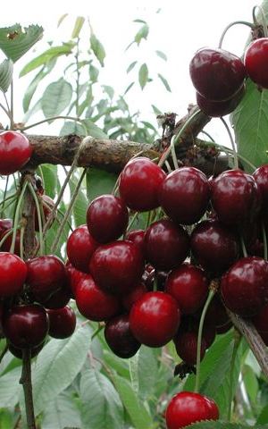 Prunus avium'Van'- blote wortel - struik afbeelding