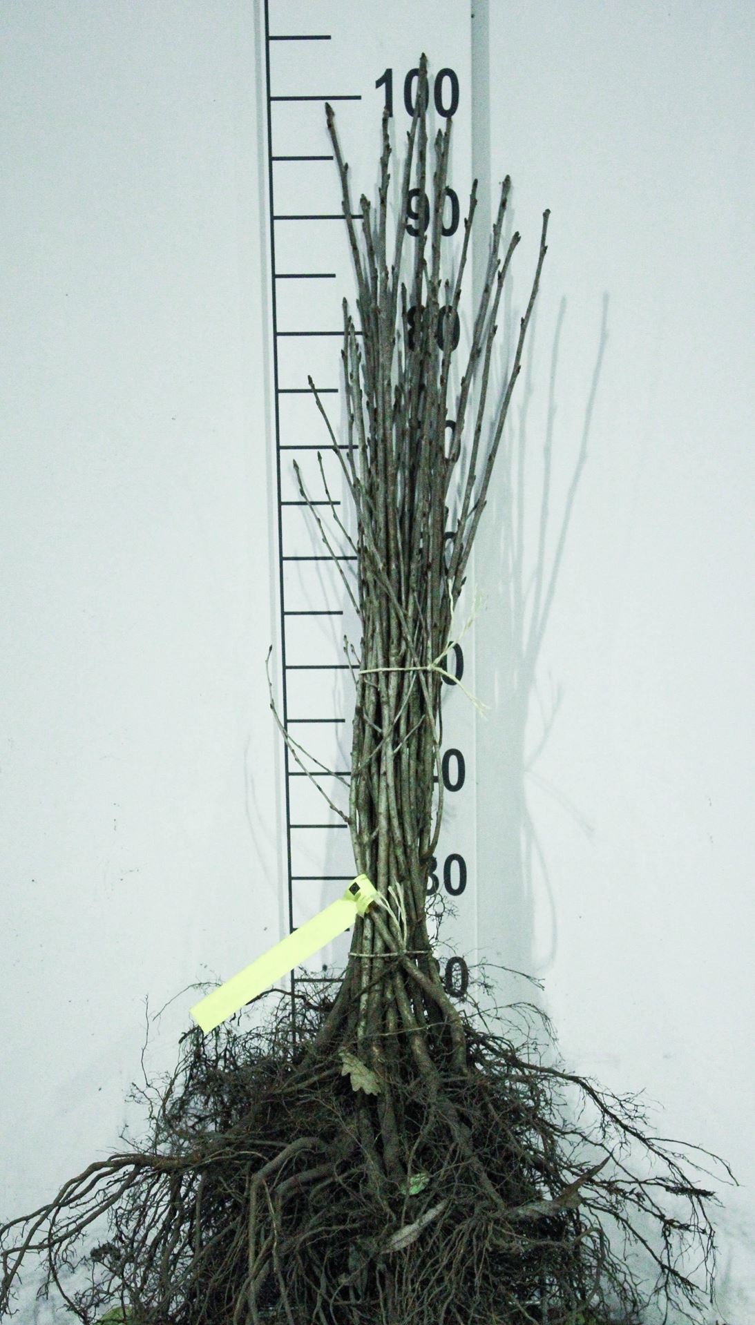Prunus avium - blote wortel - 60-90 cm afbeelding