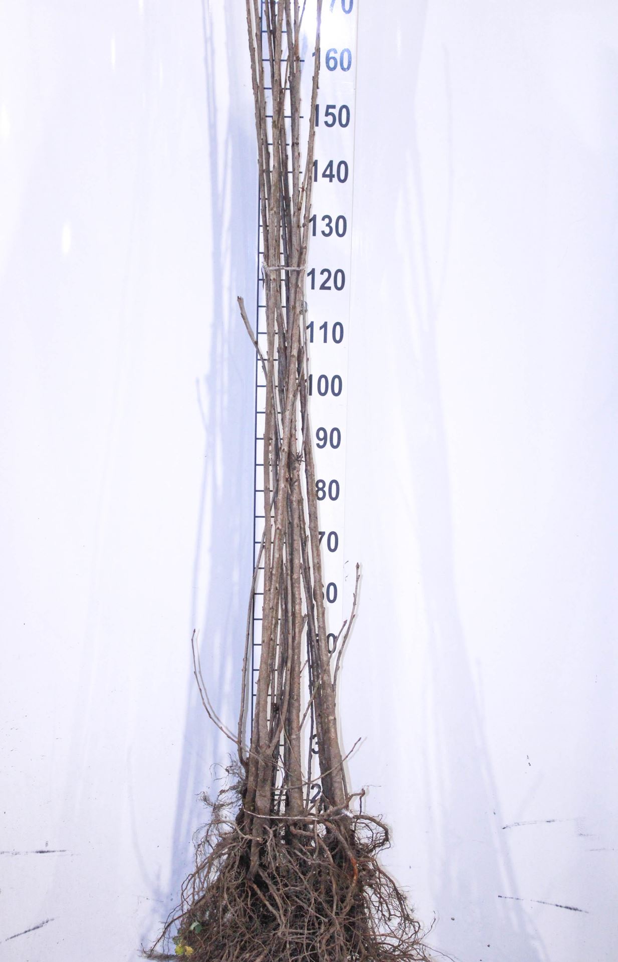Prunus avium - blote wortel - 90-120 cm afbeelding