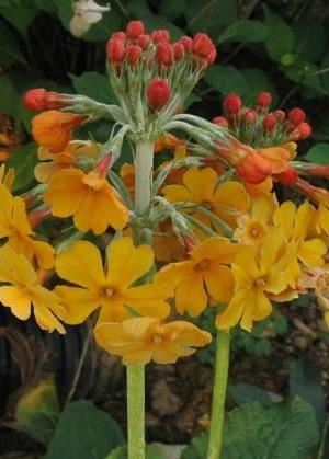 Primula bulleyana - pot 9x9 cm afbeelding