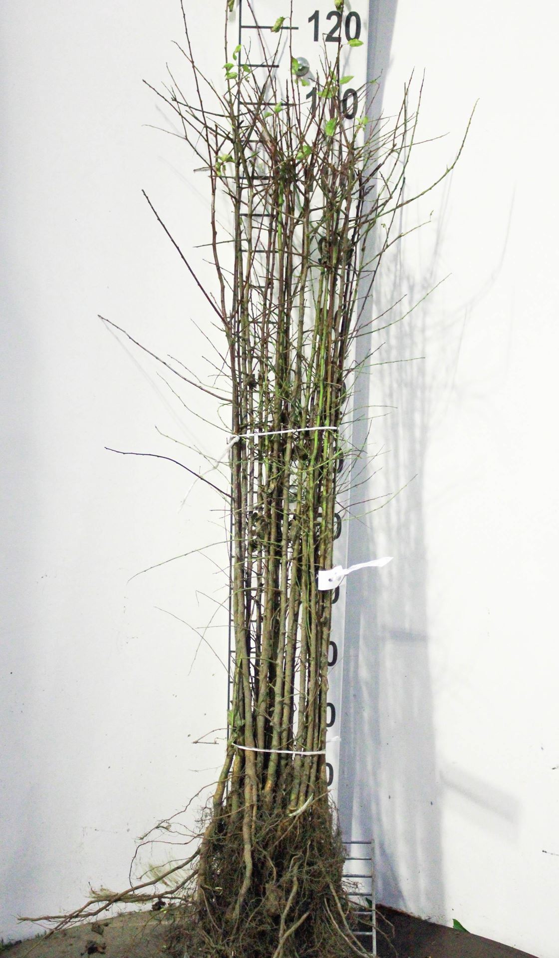 Prunus cerasifera - blote wortel - 60-90 cm afbeelding