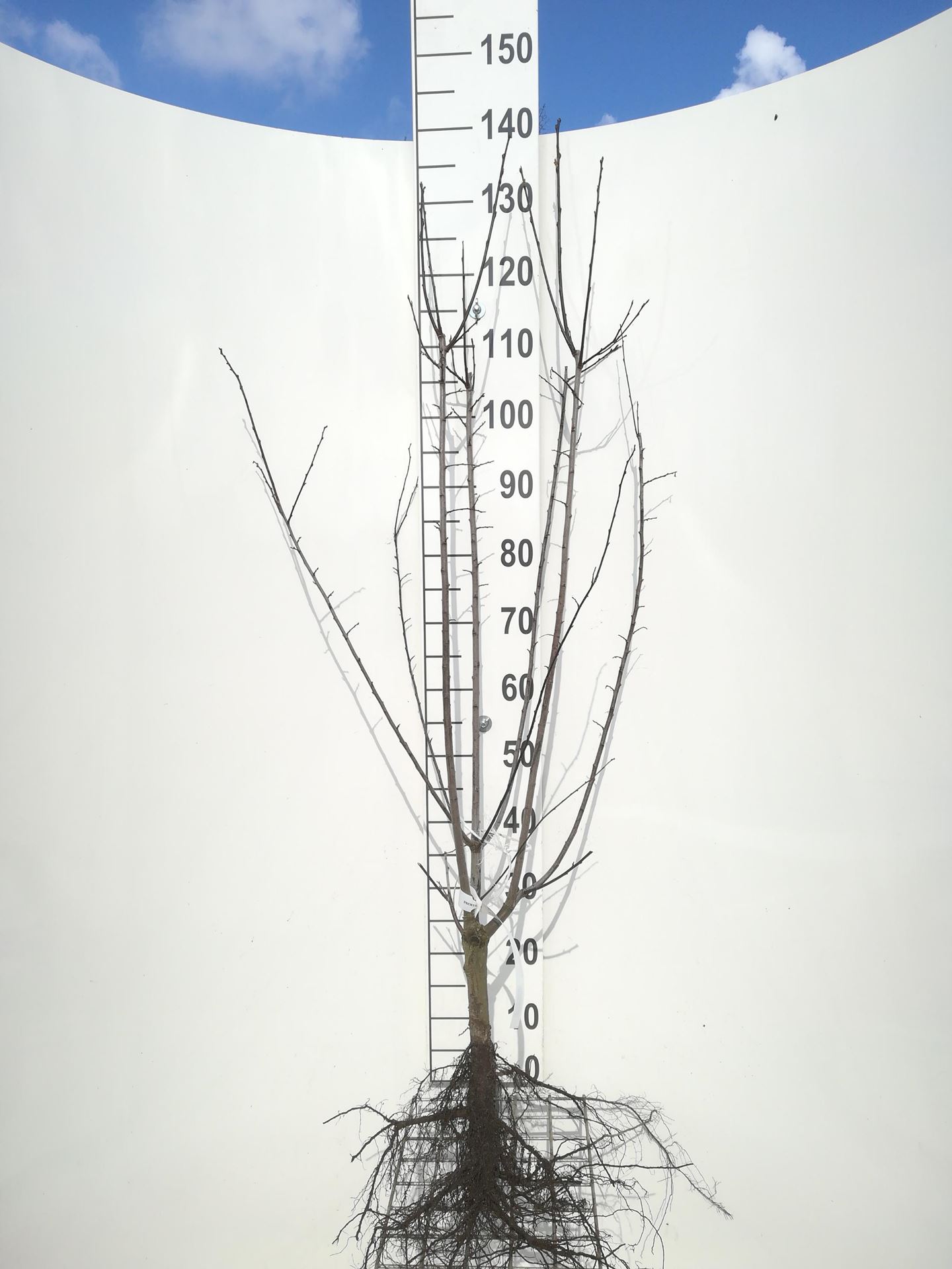 Prunus cerasifera'Nigra'- blote wortel - 60-90 cm - 3-5 takken afbeelding