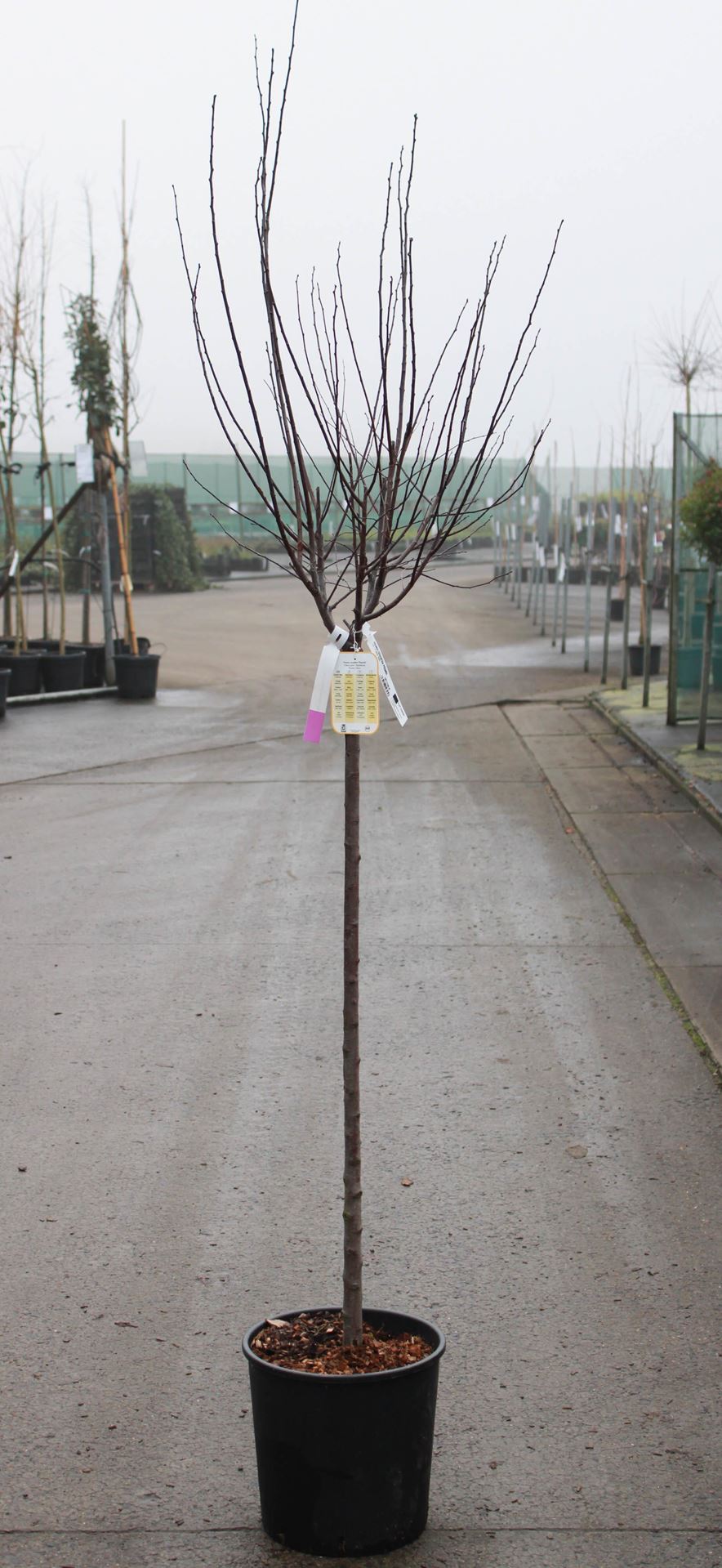 Prunus cerasifera'Nigra'- pot 18L - halfstam boom afbeelding