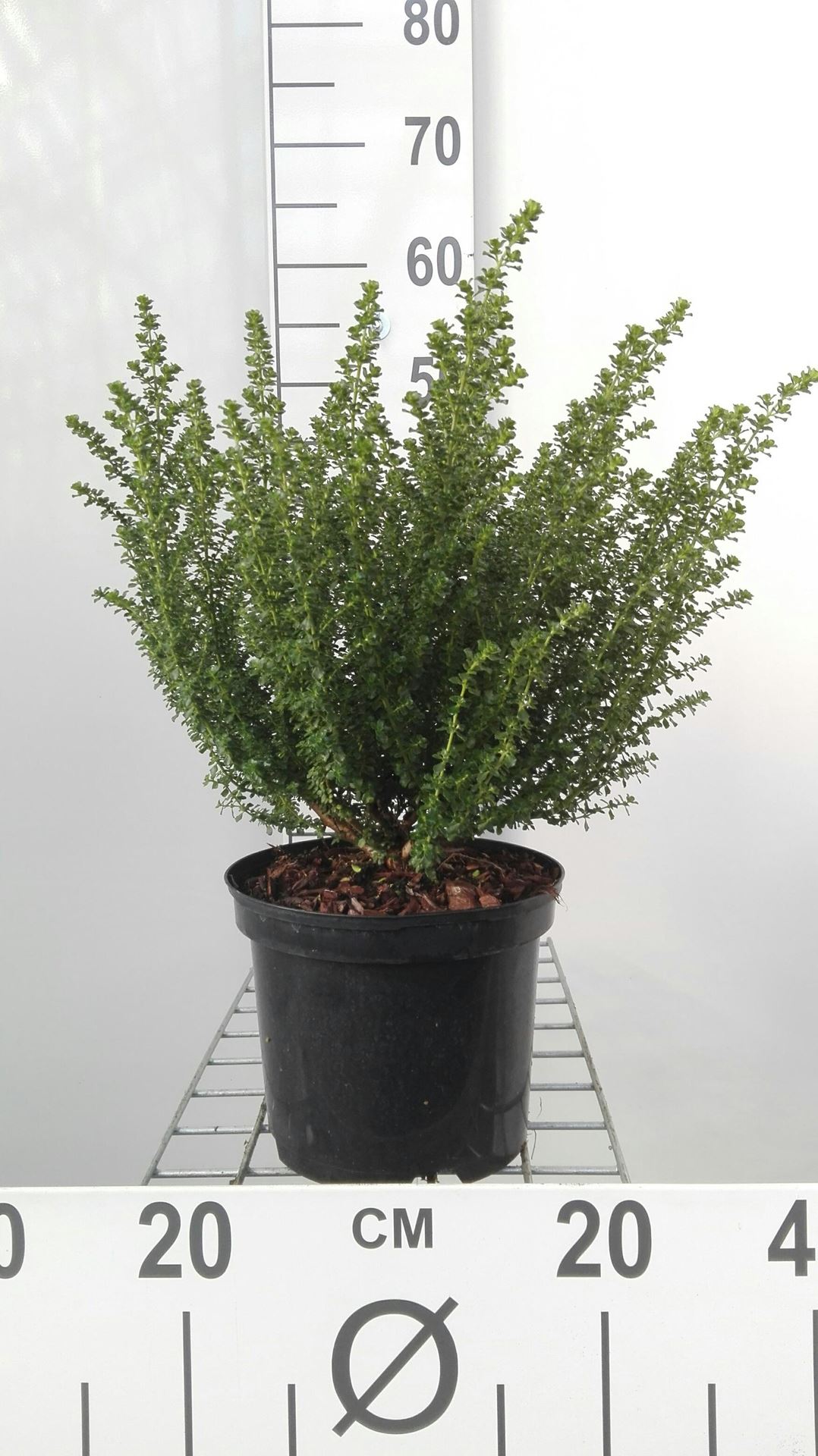 Prostanthera cuneata - pot - 20-25 cm afbeelding