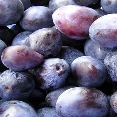 Prunus domestica'Altesse Double'- blote wortel - struik afbeelding