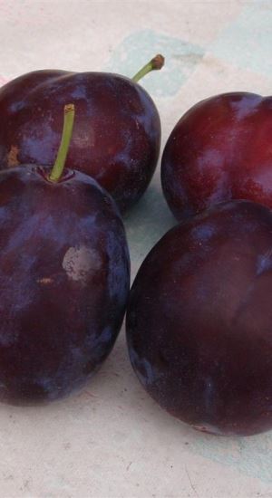 Prunus domestica'Belle de Louvain'- blote wortel - struik - afbeelding