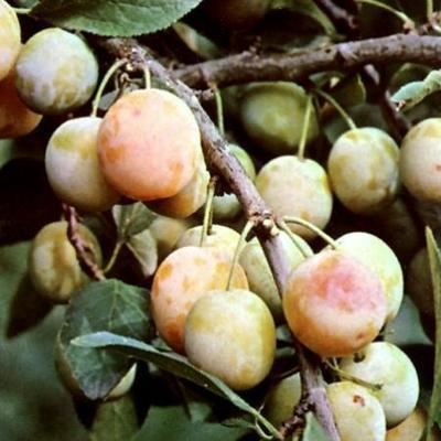 Prunus domestica'Mirabelle de Nancy'- blote wortel - struik - afbeelding