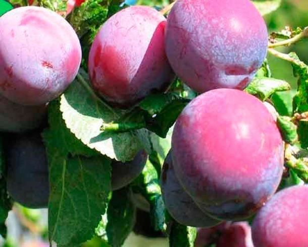 Prunus domestica'Reine Claude d'Althan'(Althans Reine Claude, Graf Althans Reneklode) - blote wortel - struik - afbeelding