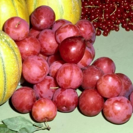 Prunus domestica'Reine Claude Crottée'- blote wortel - struik afbeelding