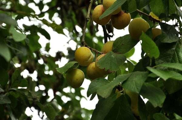 Prunus domestica'Reine Claude d'Oullins'(Oullins Reine Claude) - blote wortel - struik afbeelding