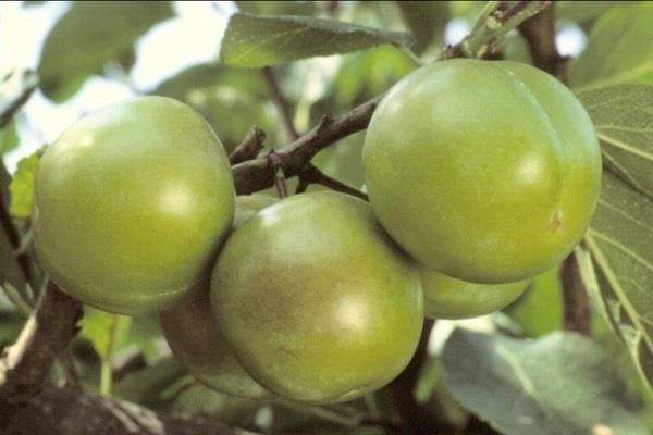 Prunus domestica'Reine Claude Verte'(Stor Grön Reine Claude) - blote wortel - struik afbeelding