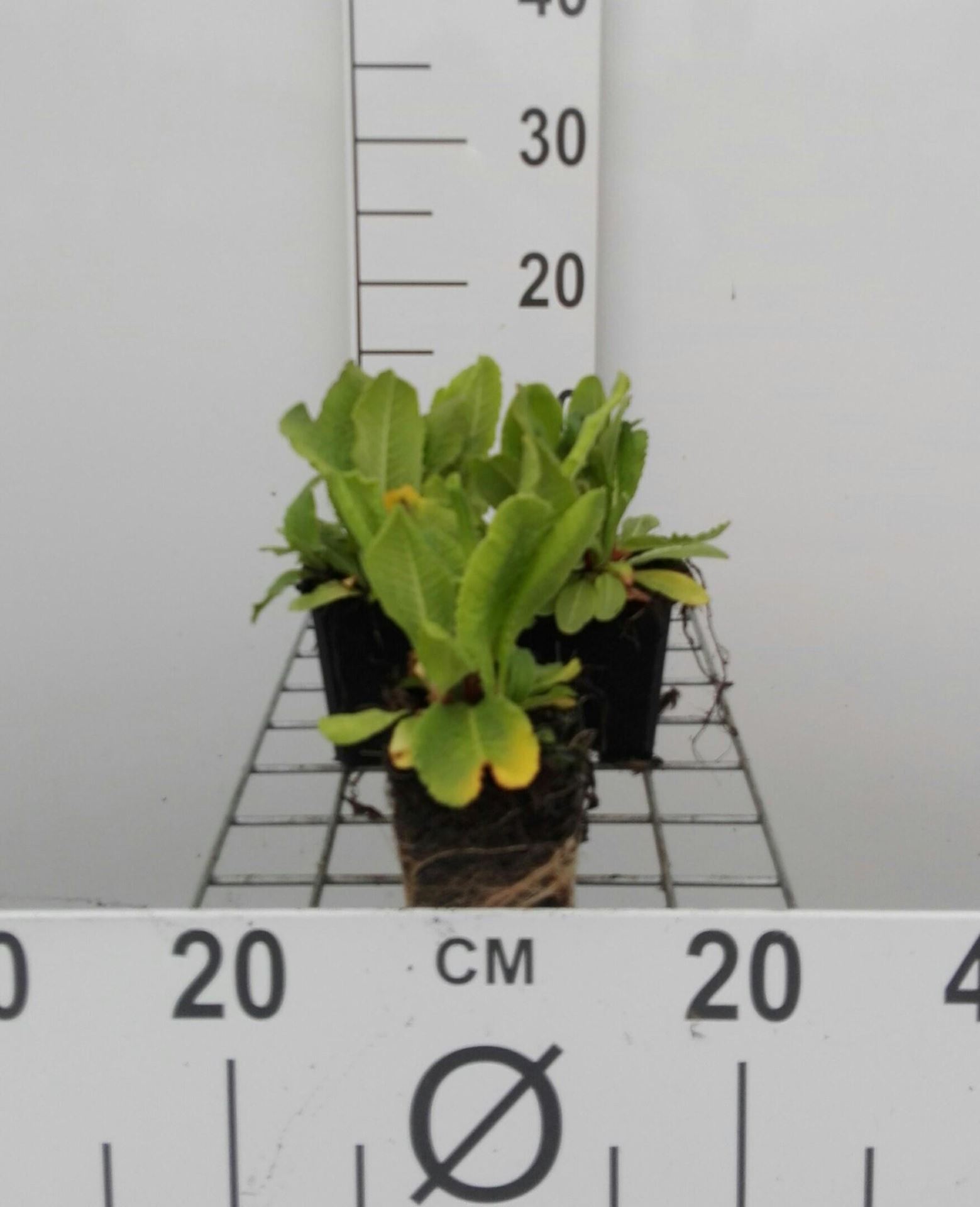 Primula denticulata'Rubin'- pot 9x9 cm afbeelding