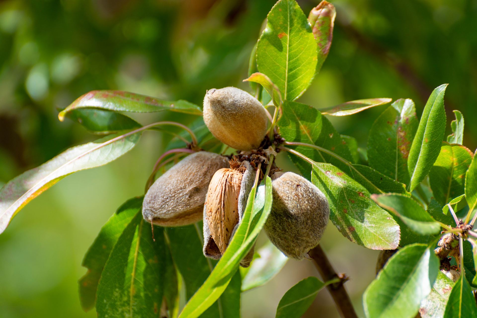 Prunus dulcis - pot 7,5L - struik