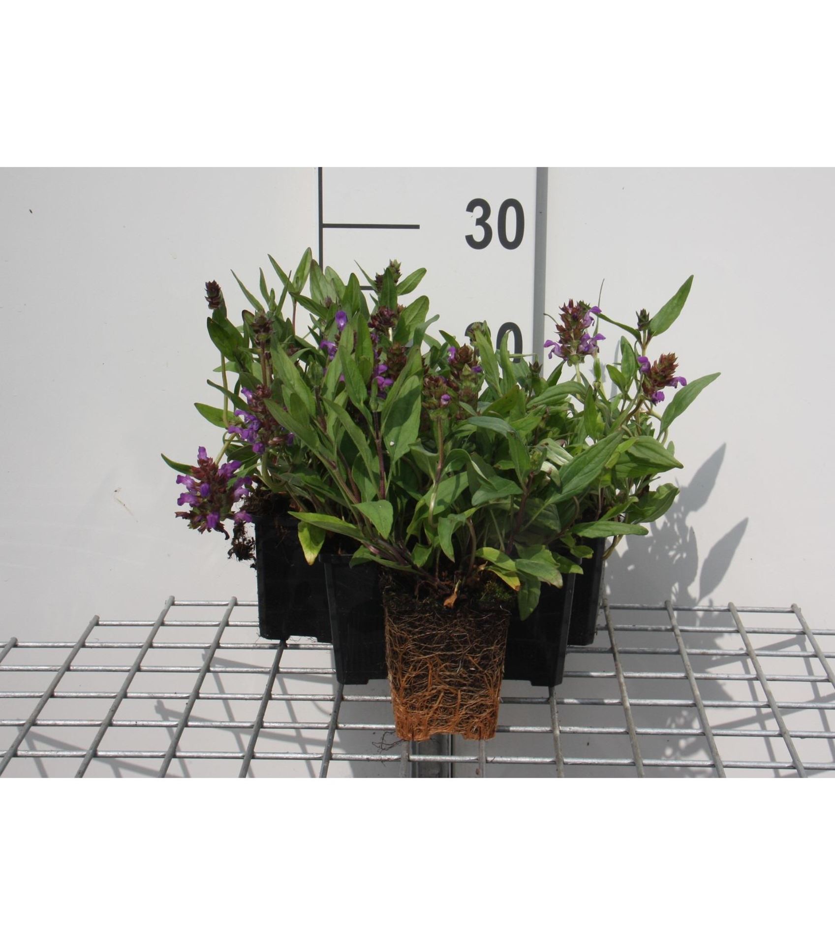 Prunella grandiflora - pot 9x9 cm - Bijenkorfje/Heelkruid afbeelding