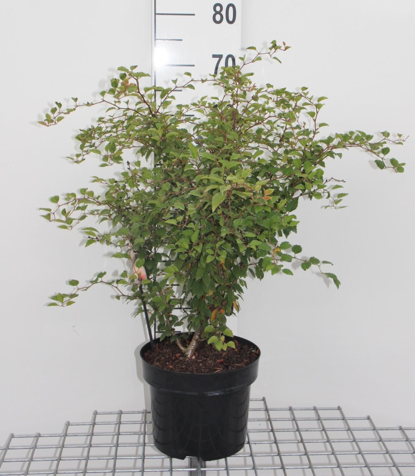 Prunus incisa'Kojou-no-mai'- pot 12L - 60-80 cm afbeelding