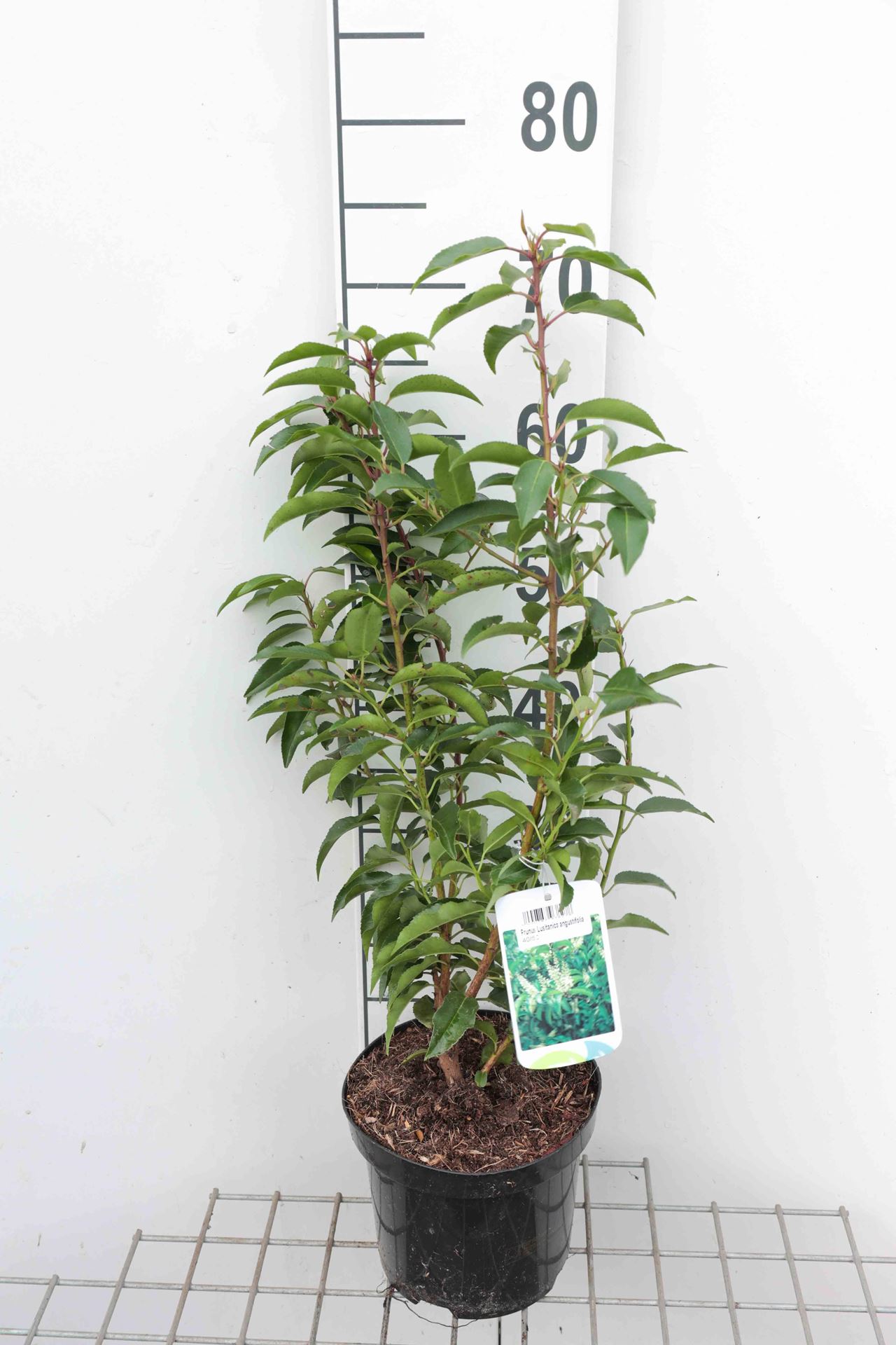Prunus lusitanica 'Angustifolia' - pot - 40-50 cm - struik -