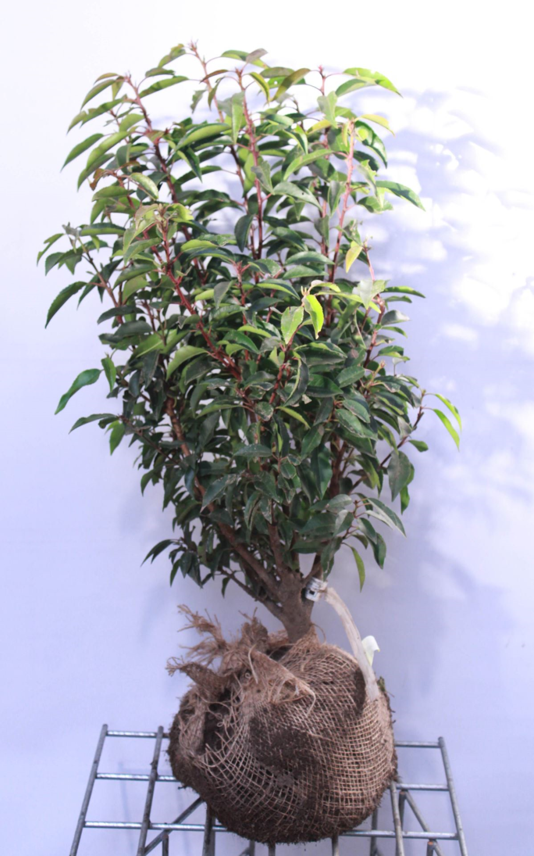 Prunus lusitanica'Angustifolia'- aardekluit - 60-80 cm - struik afbeelding