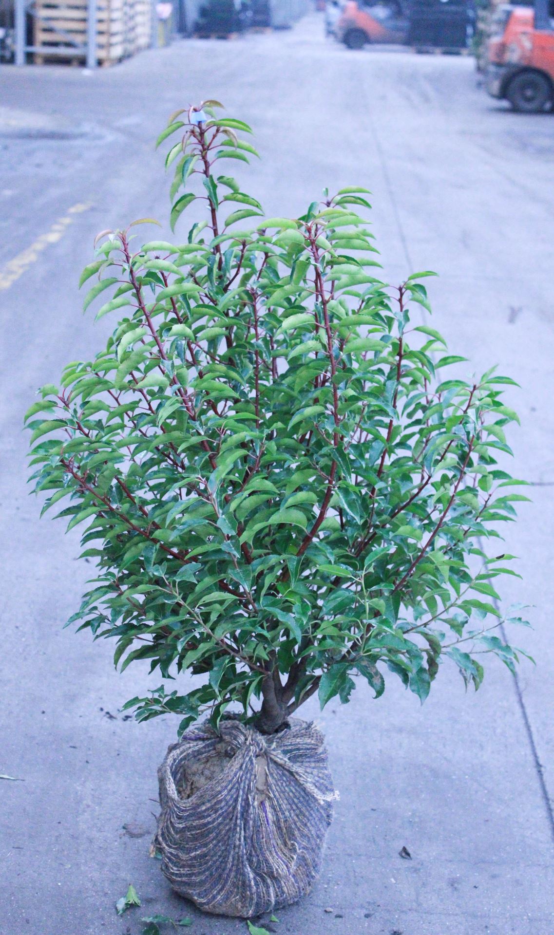 Prunus lusitanica'Angustifolia'- aardekluit - 80-100 cm - struik afbeelding