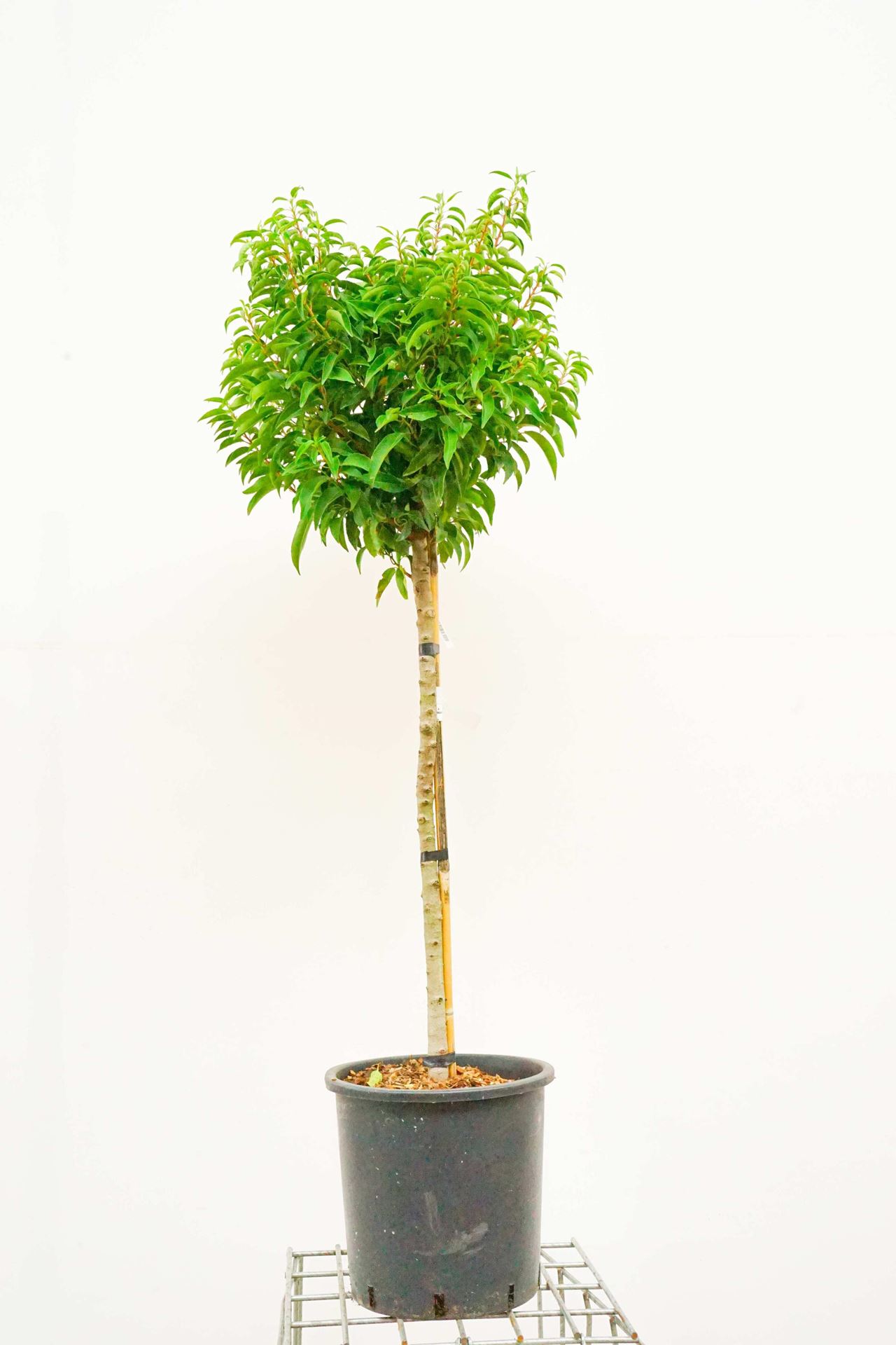 Prunus lusitanica'Angustifolia'- pot 18L - halfstam boom afbeelding