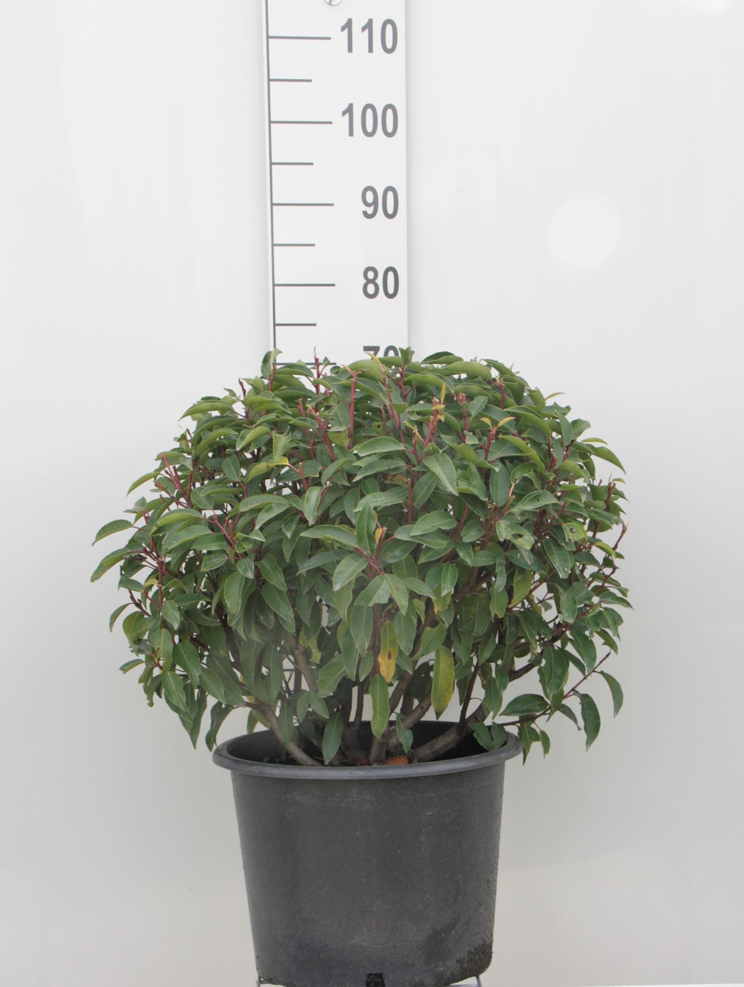 Prunus lusitanica'Angustifolia'- pot - bolvorm diameter 50+ cm afbeelding