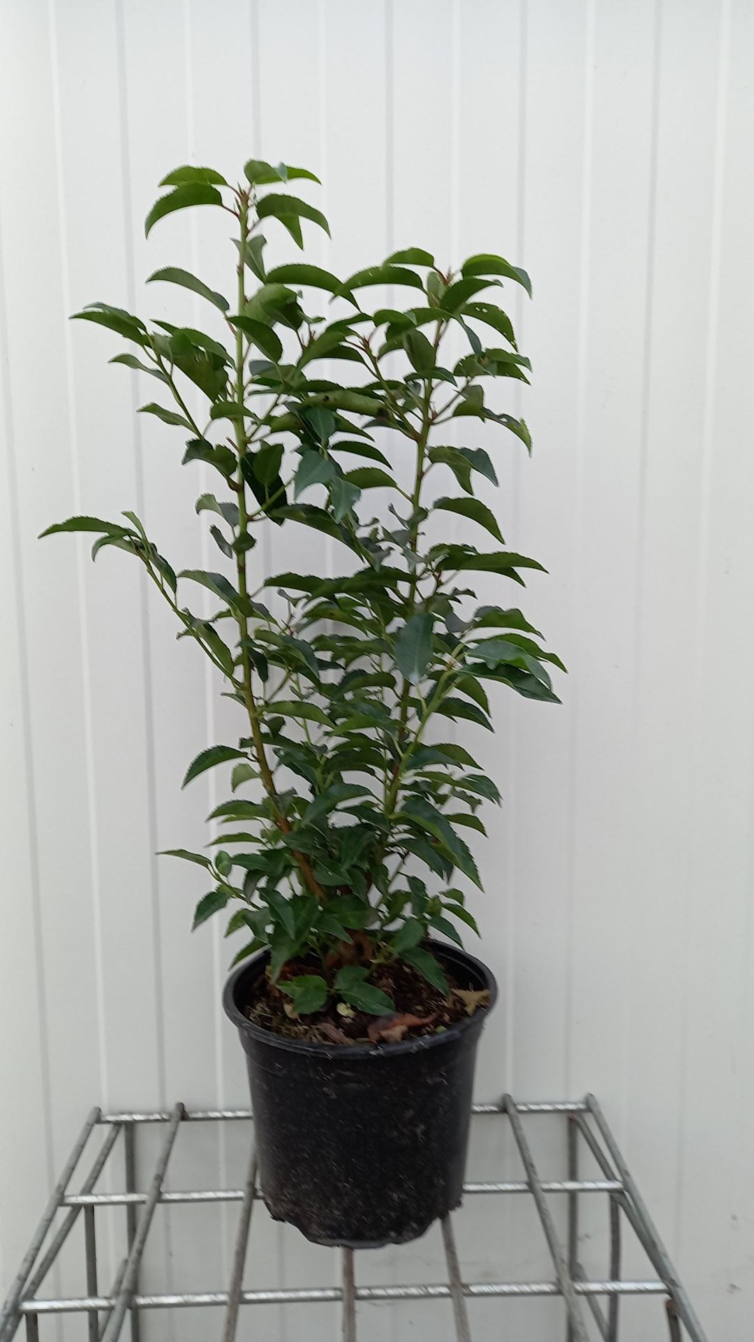 Prunus lusitanica 'Angustifolia' - pot 4L - 50-60 cm - struik -