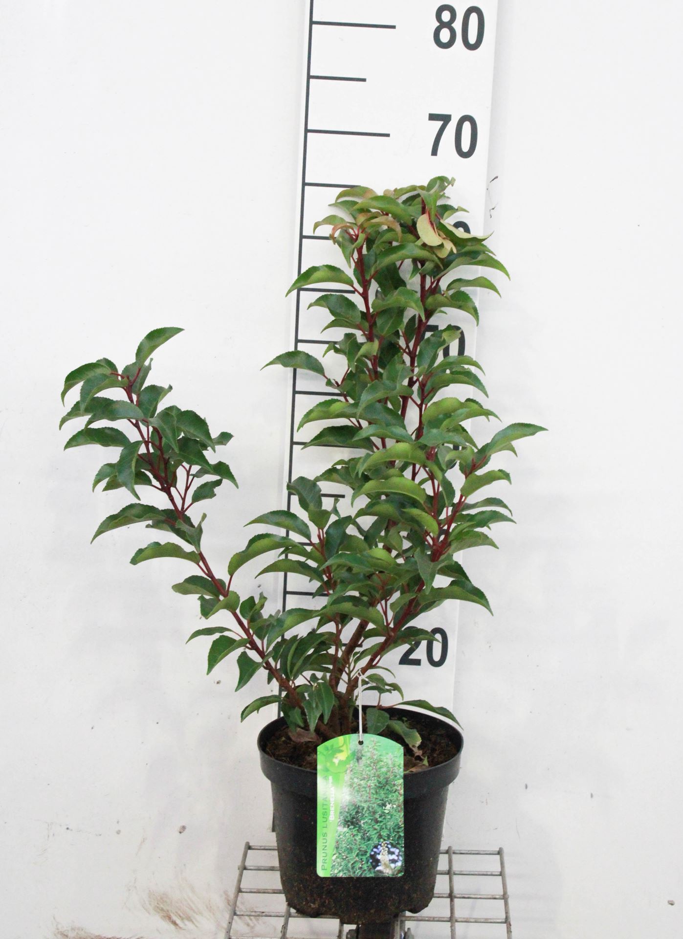 Prunus lusitanica 'Brenelia' - pot - 40-50 cm - struik -