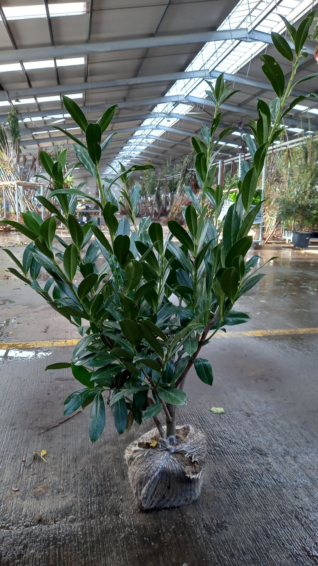 Prunus laurocerasus'Caucasica'- aardekluit - 80-100 cm afbeelding