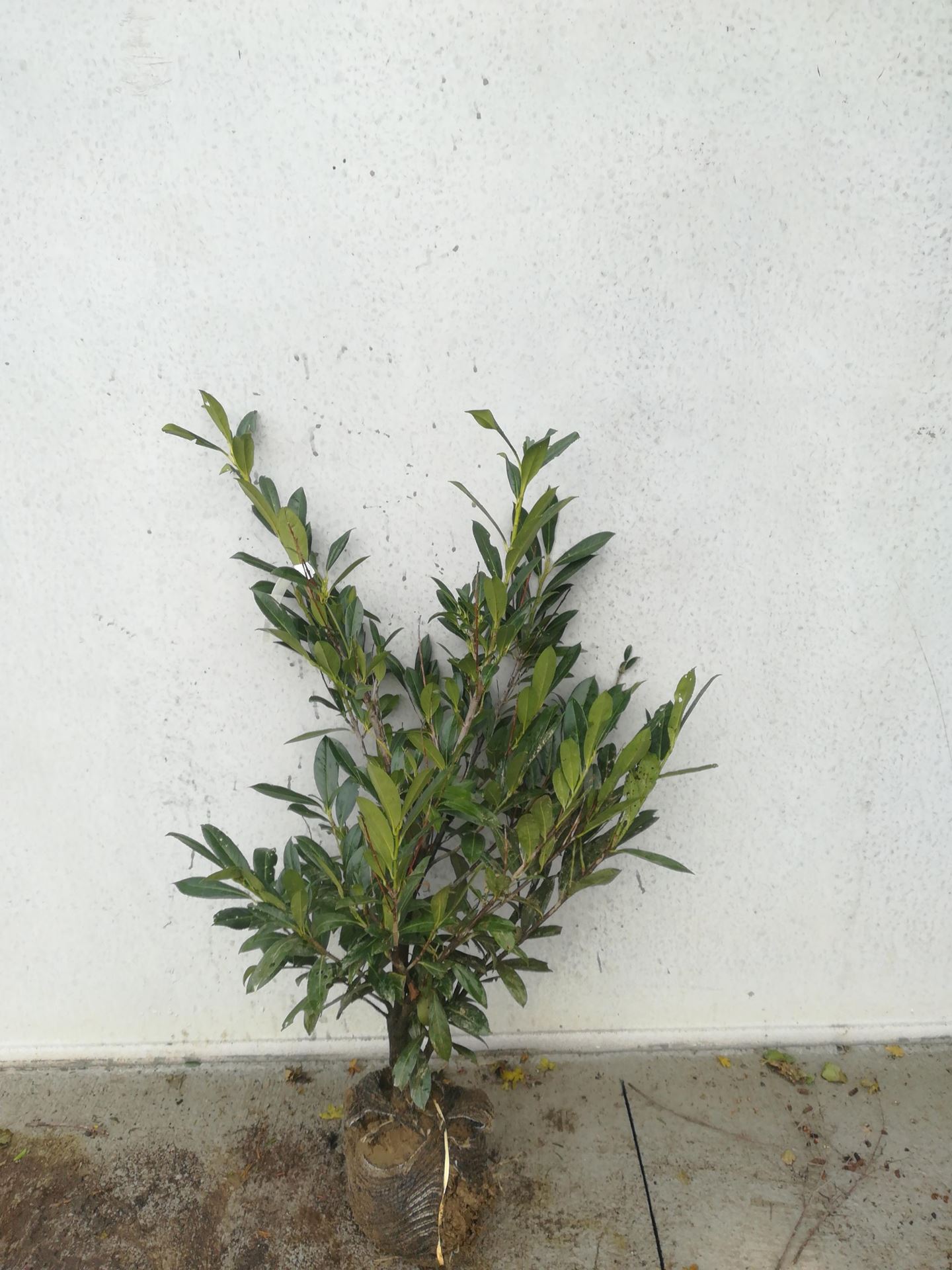 Prunus laurocerasus'Caucasica'- aardekluit - 100-125 cm afbeelding