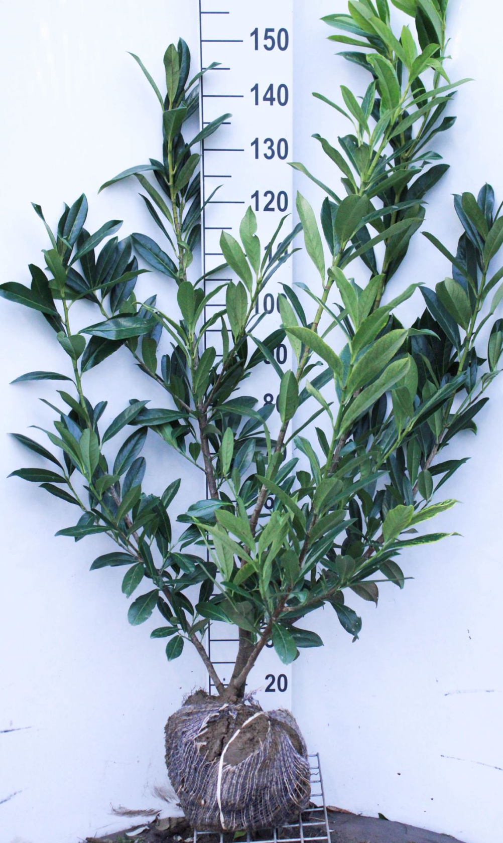 Prunus laurocerasus'Caucasica'- aardekluit - 125-150 cm - afbeelding