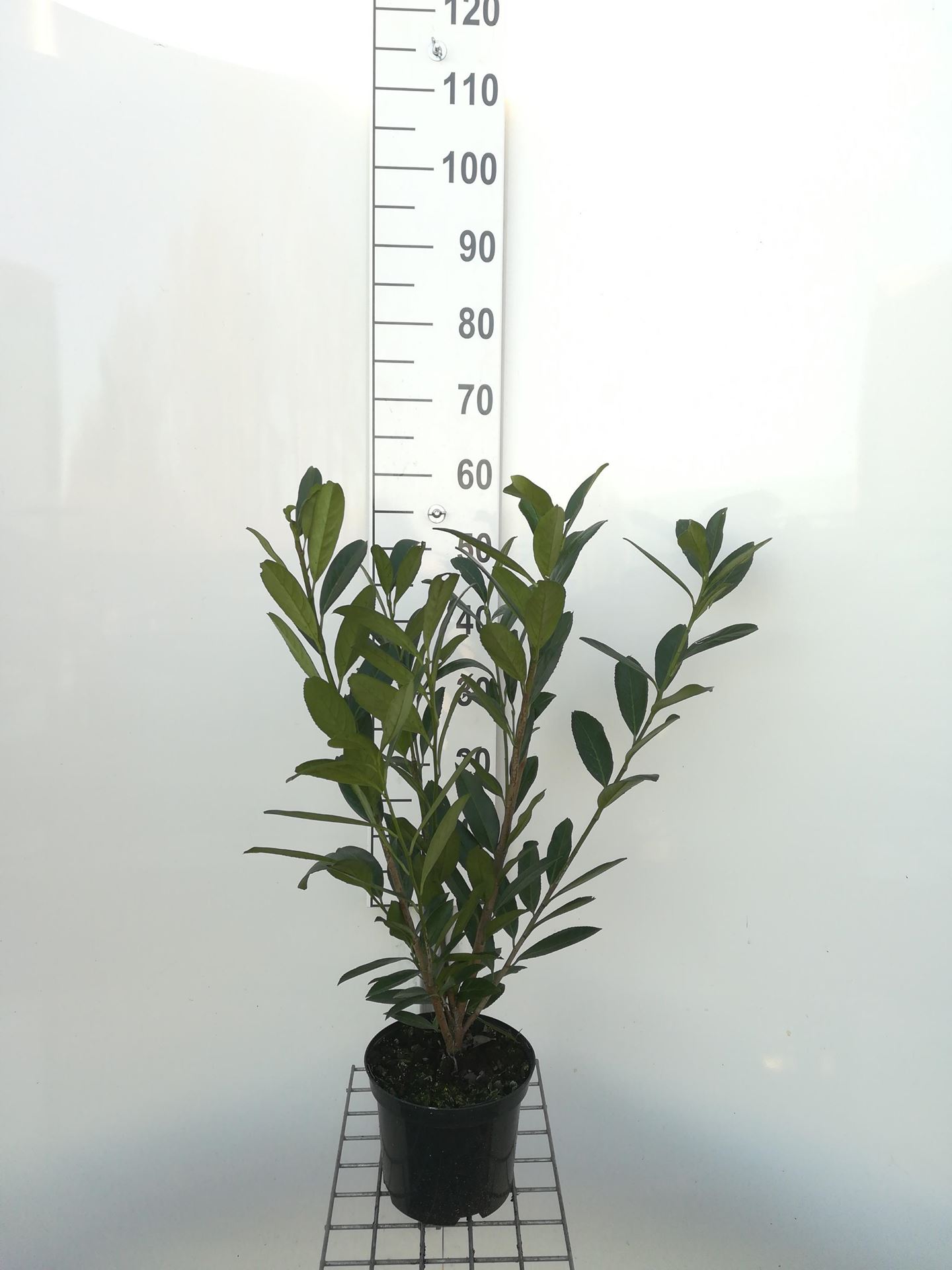 Prunus laurocerasus'Caucasica'- pot - 40-60 cm afbeelding