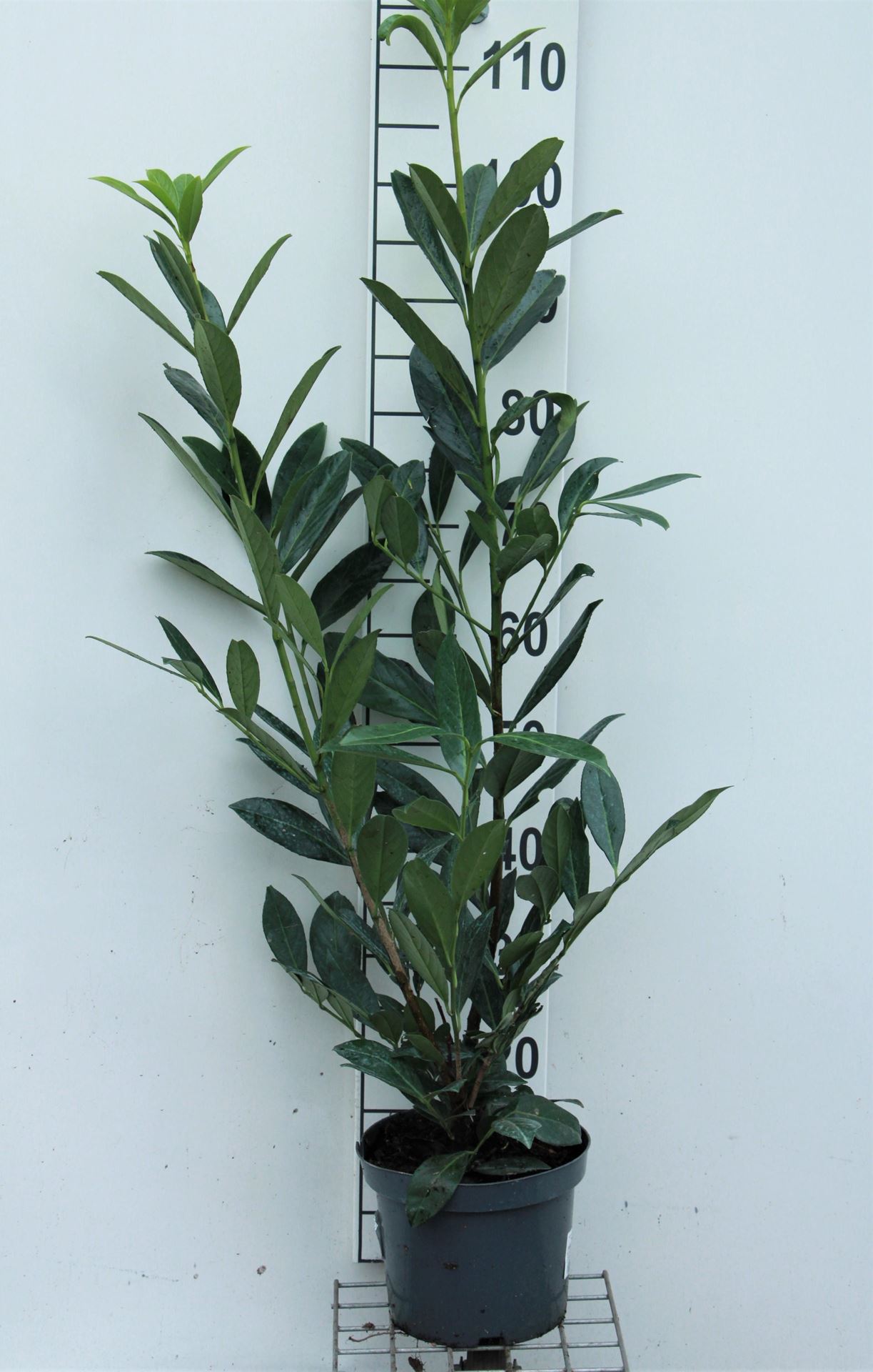 Prunus laurocerasus'Caucasica'- pot 5L - 80-100 cm afbeelding